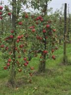 Ernie Gassirunde &raquo; Ernie Gassirunde